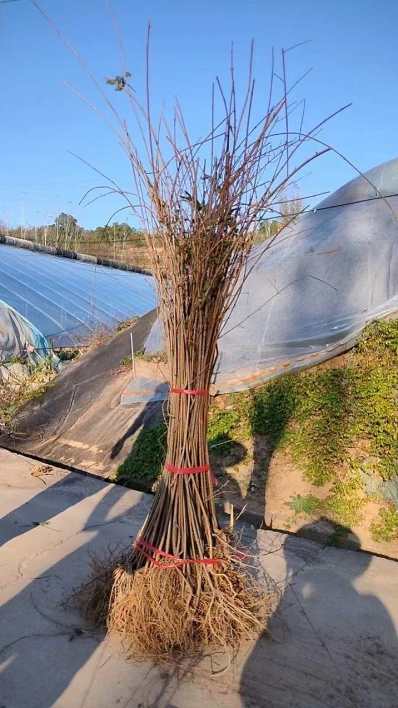 河南优质连翘苗货源充足产地直销量大从优欢迎老板选购