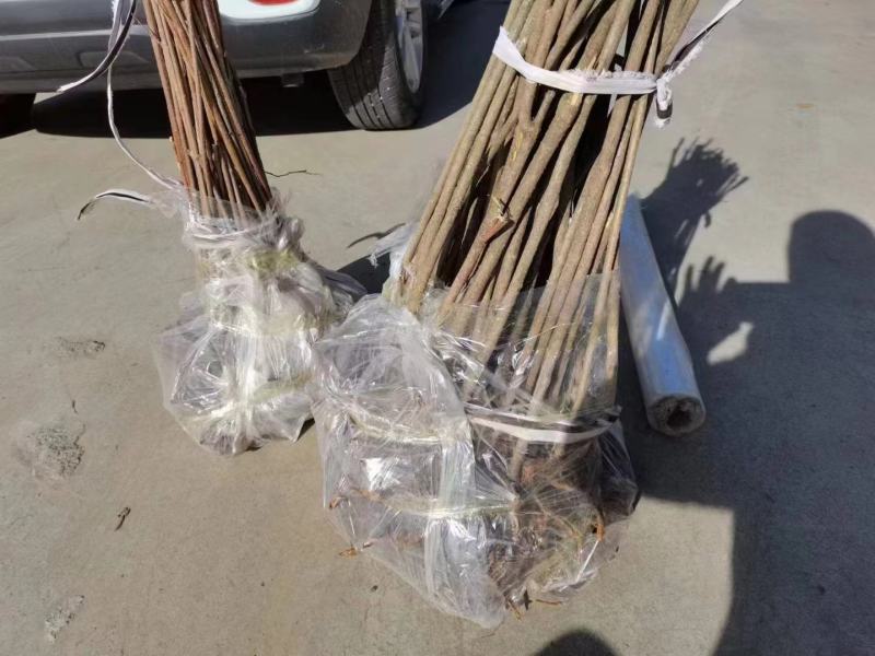 河南优质连翘苗货源充足产地直销量大从优欢迎老板选购