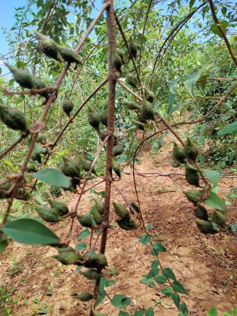 河南优质连翘苗货源充足产地直销量大从优欢迎老板选购