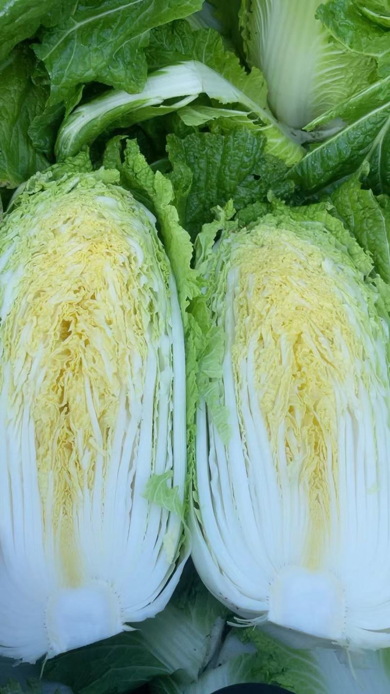 南阳新野县蔬菜基地黄心大白菜品质优大量上市一手货源