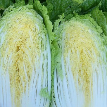 南阳新野县蔬菜基地黄心大白菜品质优大量上市一手货源