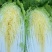 南阳新野县蔬菜基地黄心大白菜品质优大量上市一手货源
