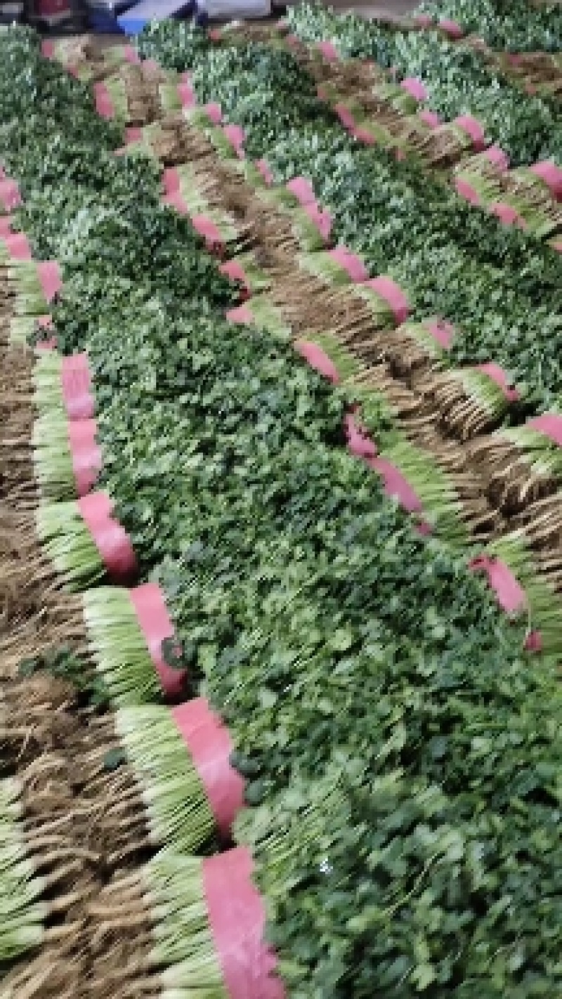 中叶铁杆青香菜！万亩香菜基地农户直接交易！超大量供货