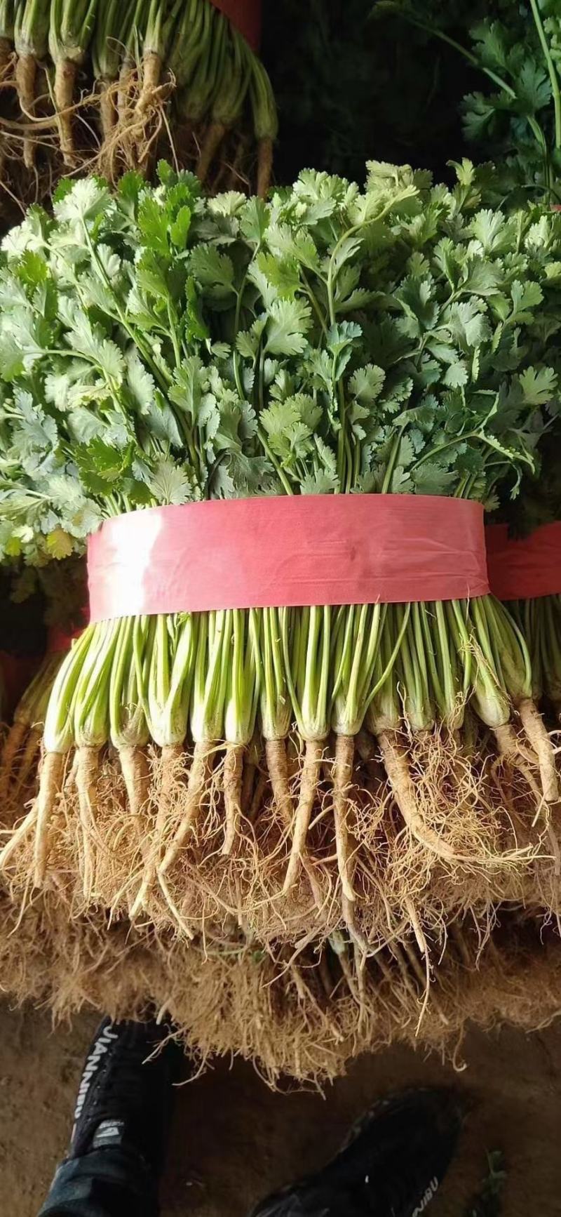 中叶铁杆青香菜！万亩香菜基地农户直接交易！超大量供货
