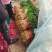 中叶铁杆青香菜！万亩香菜基地农户直接交易！超大量供货