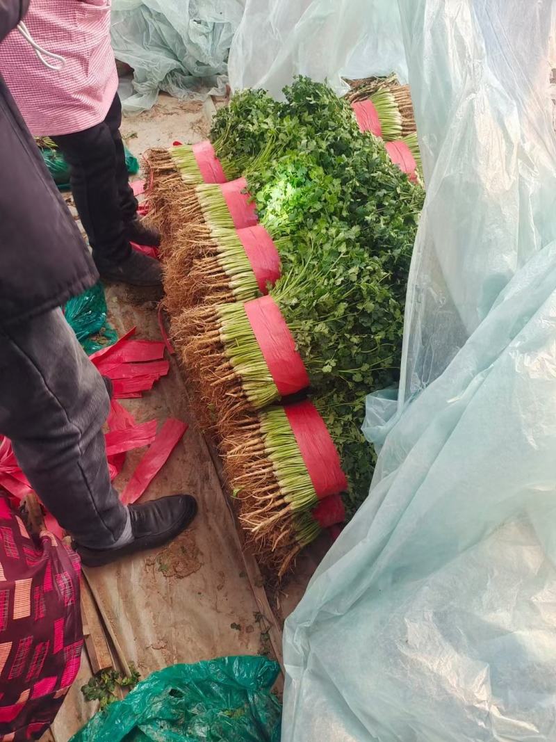 中叶铁杆青香菜！万亩香菜基地农户直接交易！超大量供货