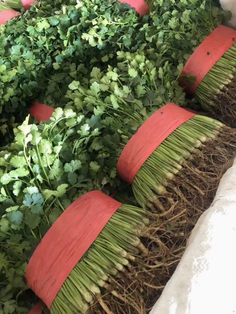 中叶铁杆青香菜！万亩香菜基地农户直接交易！超大量供货