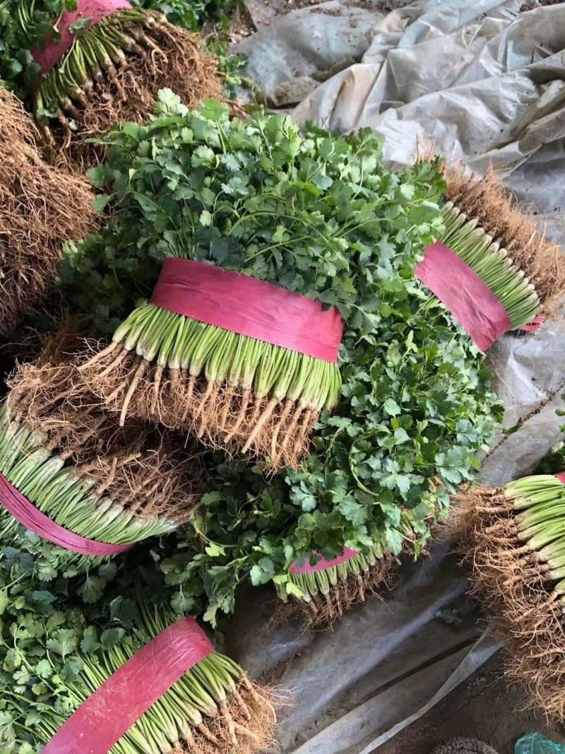 中叶铁杆青香菜！万亩香菜基地农户直接交易！超大量供货