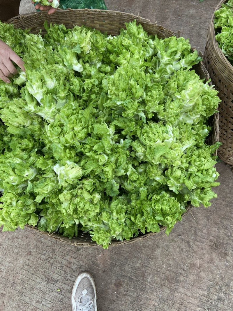 四川儿菜鲜嫩崽崽菜孢子芥角儿菜先砍现发娃娃菜南充菜一手源