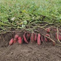 西瓜红自家种植统货200000斤