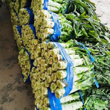 精品莴笋大量上市，有需要的可以联系我