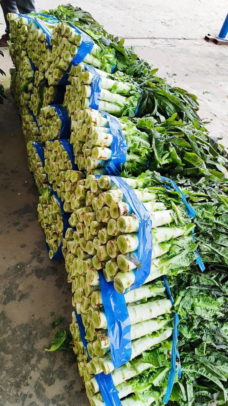 精品莴笋大量上市，有需要的可以联系我