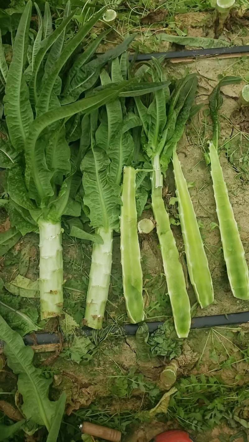 精品莴笋大量上市，有需要的可以联系我