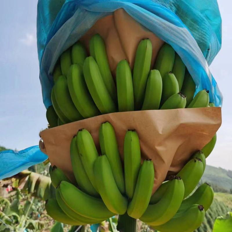 供应云南山地香蕉货原稳定每天都可以大量出货