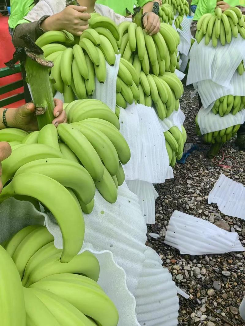 供应云南山地香蕉货原稳定每天都可以大量出货