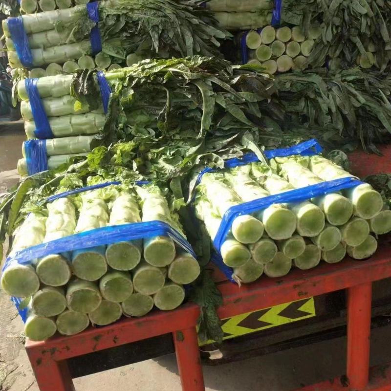 红叶莴笋，大棚温室，质量好，无空心，货源充足：