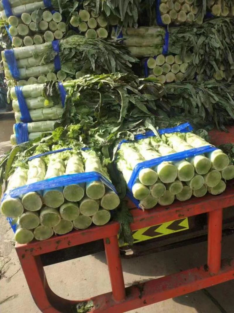 红叶莴笋，大棚温室，质量好，无空心，货源充足：