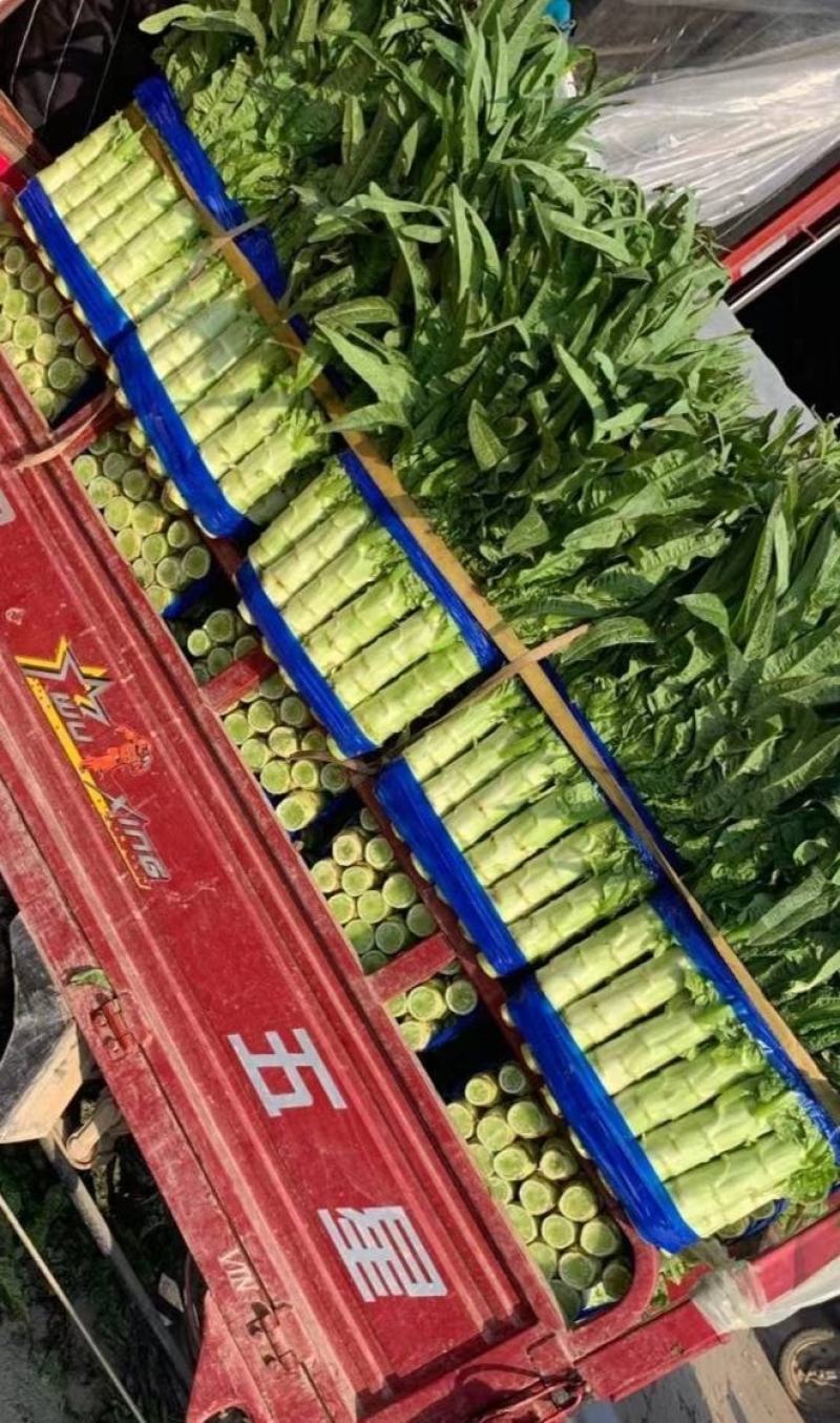 红叶莴笋，大棚温室，质量好，无空心，货源充足：