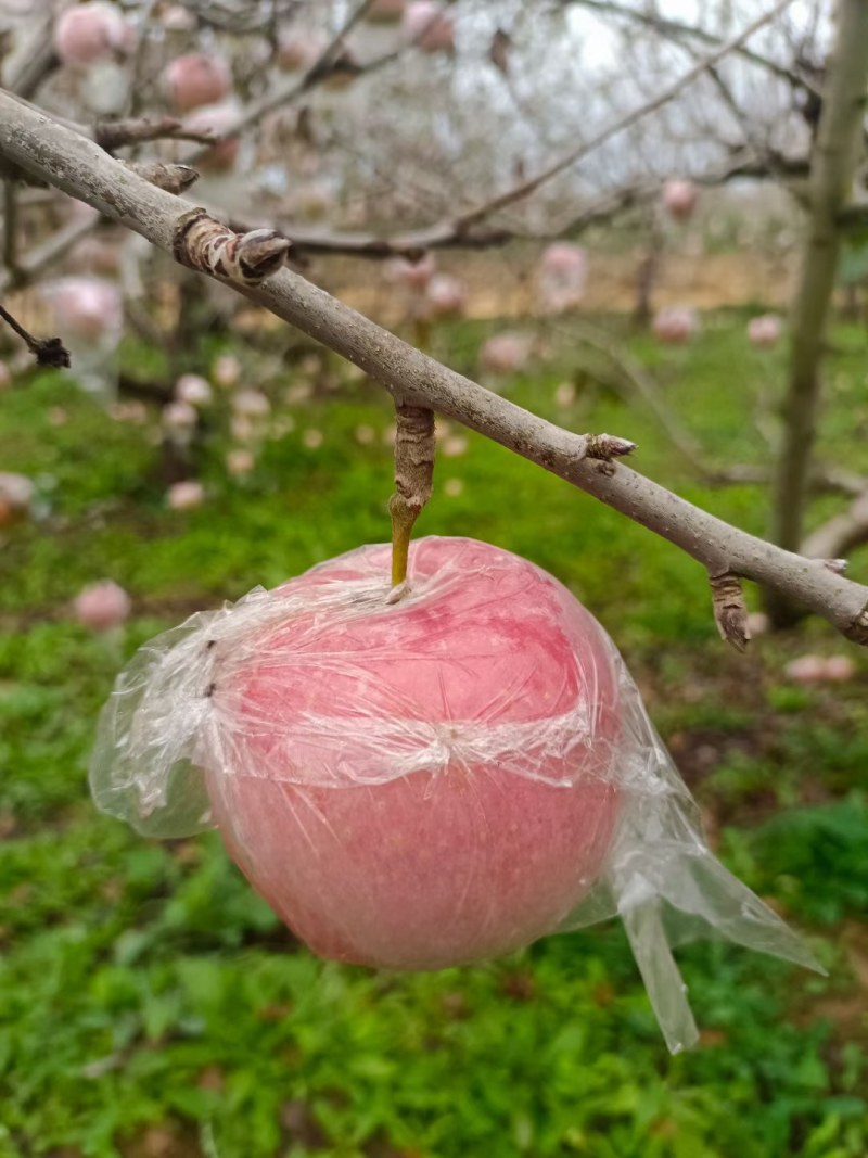 红富士苹果