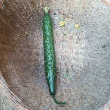 新鲜黄瓜