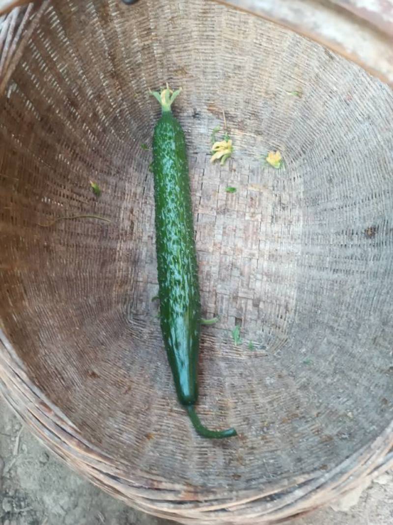 新鲜黄瓜