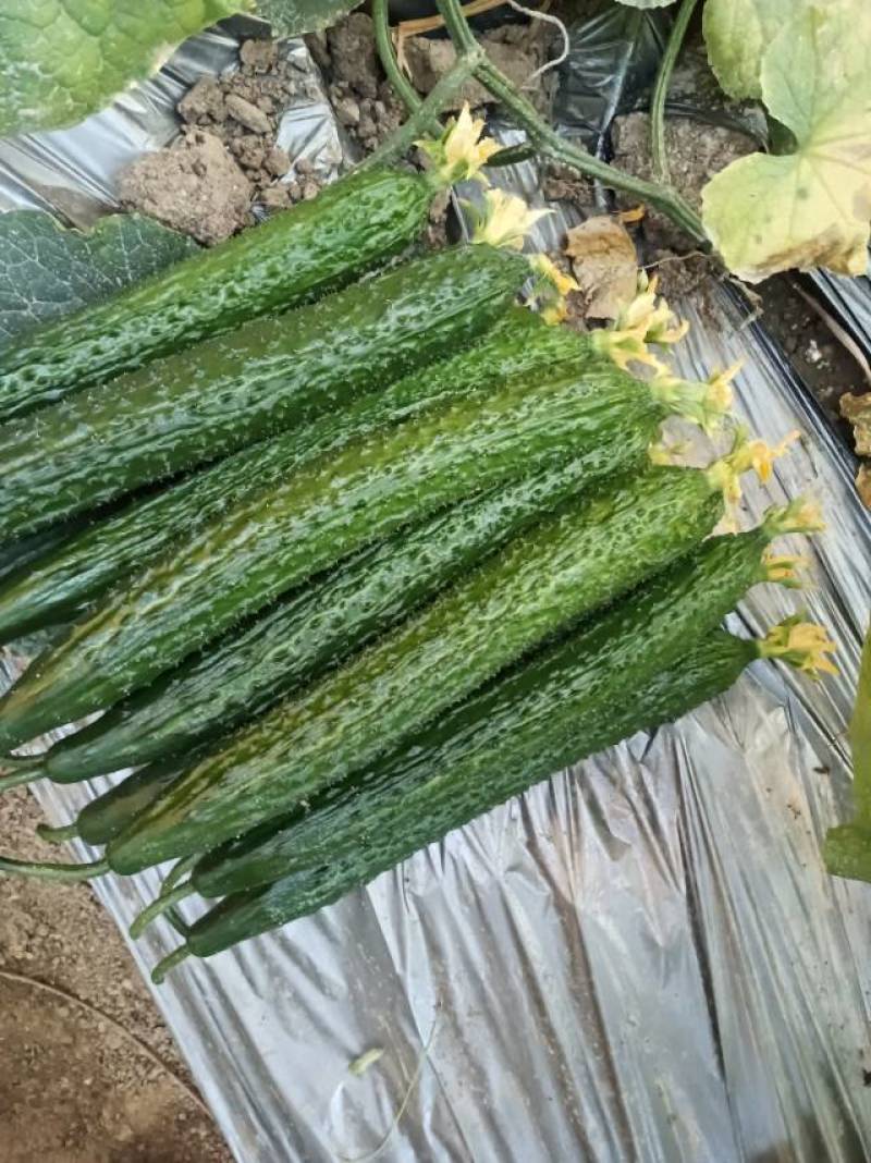 新鲜黄瓜