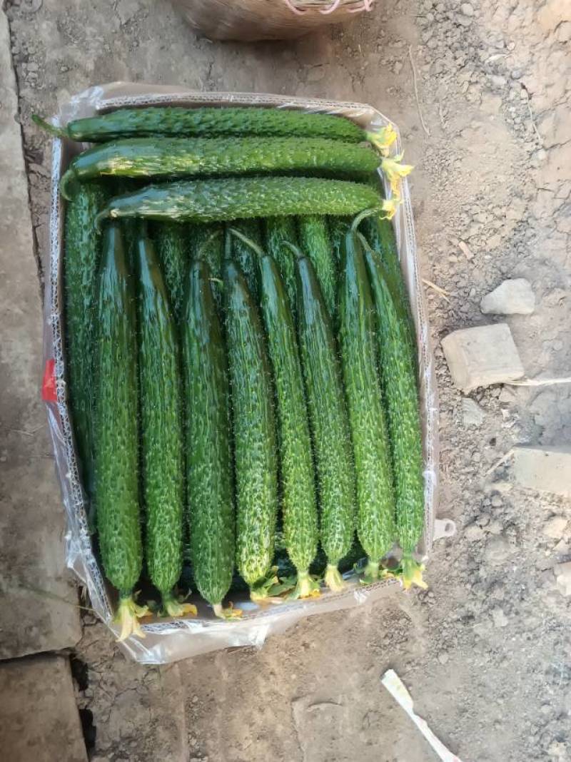 新鲜黄瓜