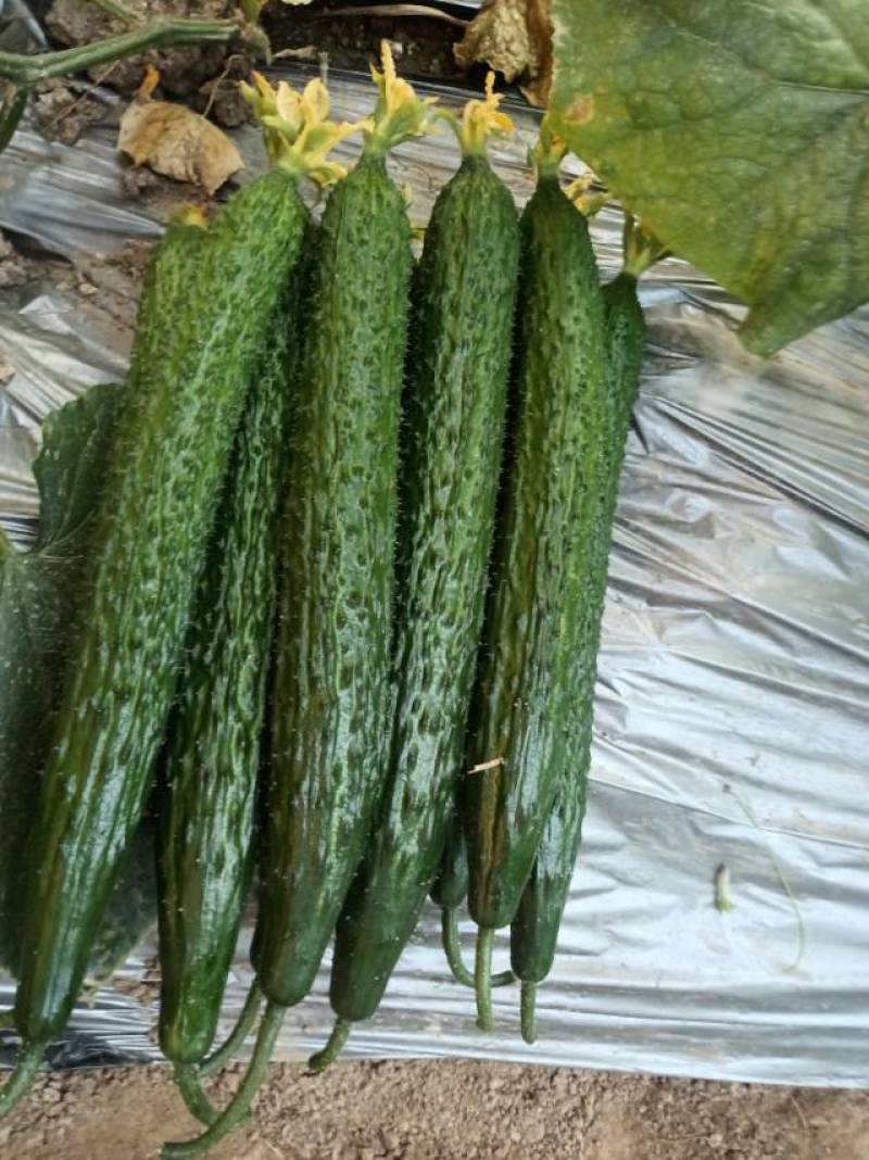 新鲜黄瓜