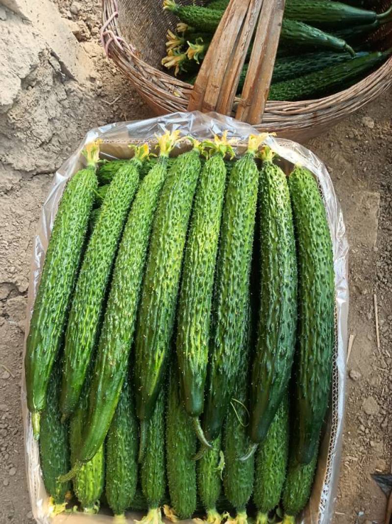 新鲜黄瓜