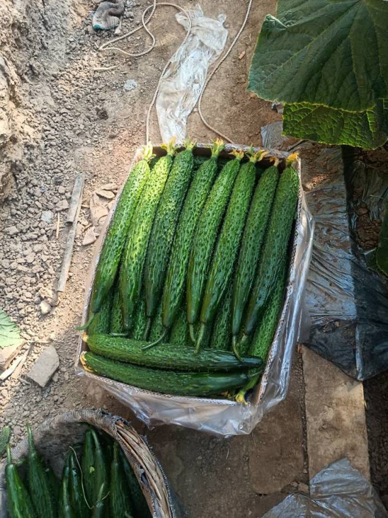 新鲜黄瓜