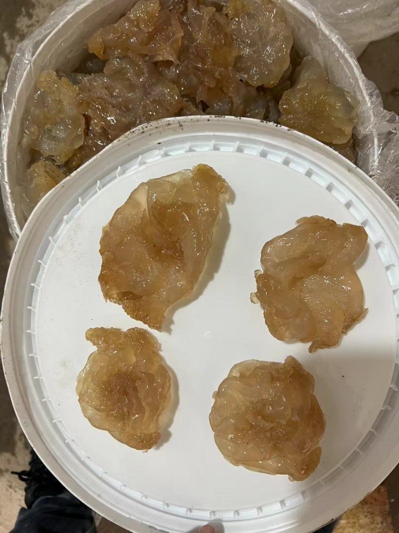 印尼蜇头货源充足，欢迎电商微商团购