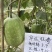 【热销推荐】五叶米小冬瓜种子春秋速生一串铃节瓜种肉厚腔小