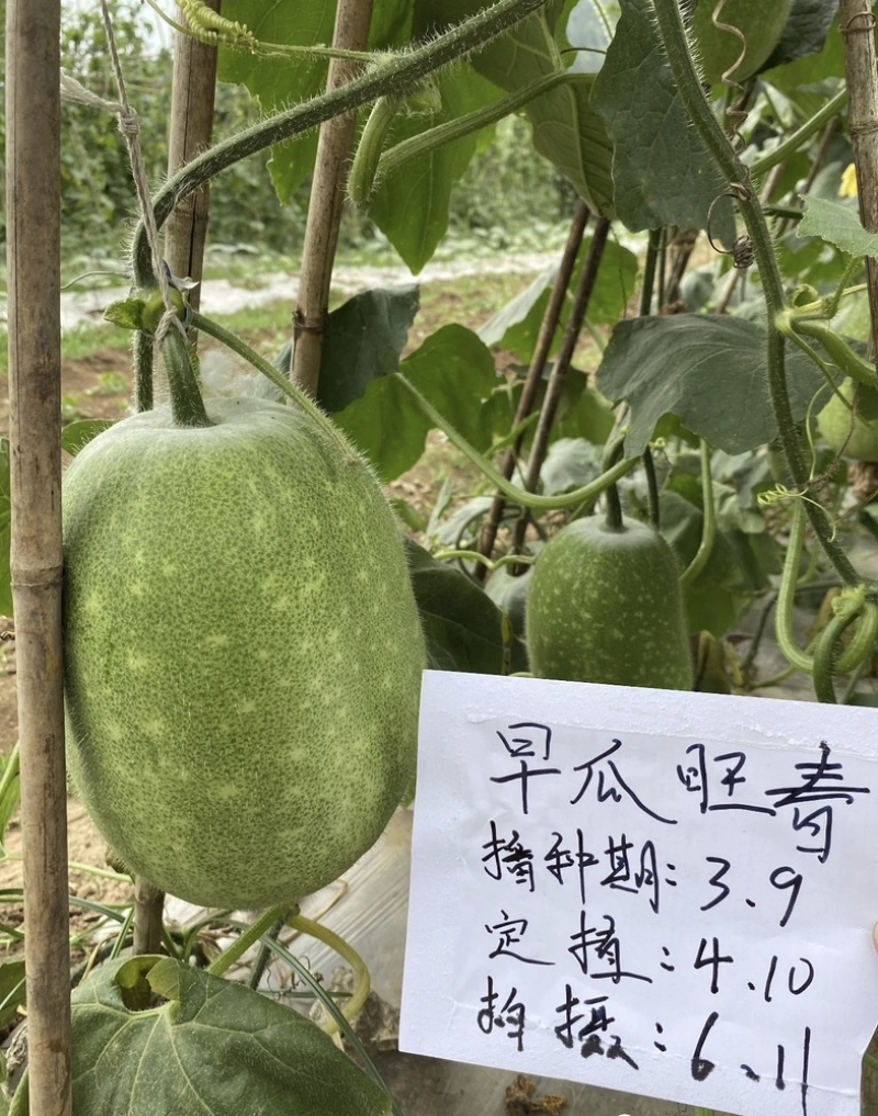 【热销推荐】五叶米小冬瓜种子春秋速生一串铃节瓜种肉厚腔小