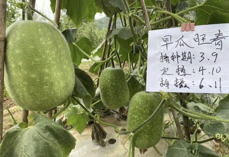 【热销推荐】五叶米小冬瓜种子春秋速生一串铃节瓜种肉厚腔小