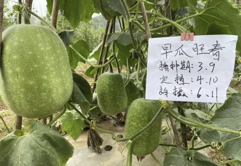 【热销推荐】五叶米小冬瓜种子春秋速生一串铃节瓜种肉厚腔小