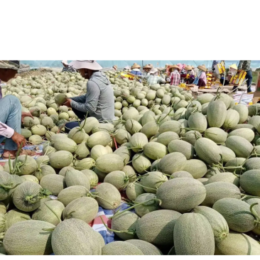 海南小蜜25号精品哈密瓜