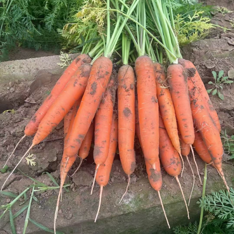 红萝卜🥕甘甜爽口