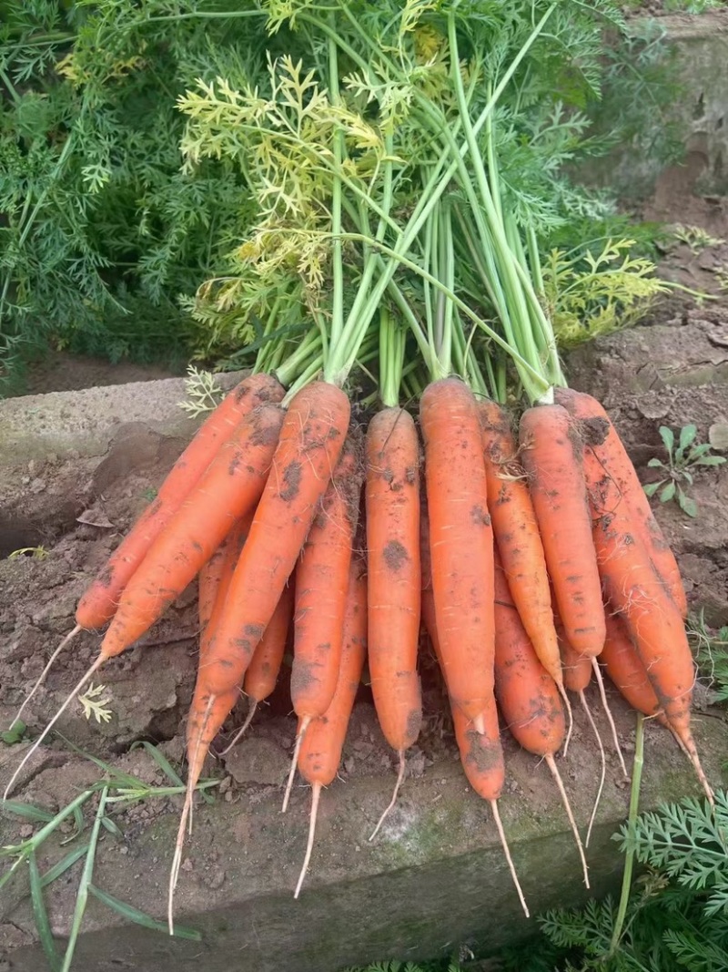 红萝卜🥕甘甜爽口