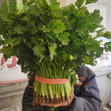 香菜