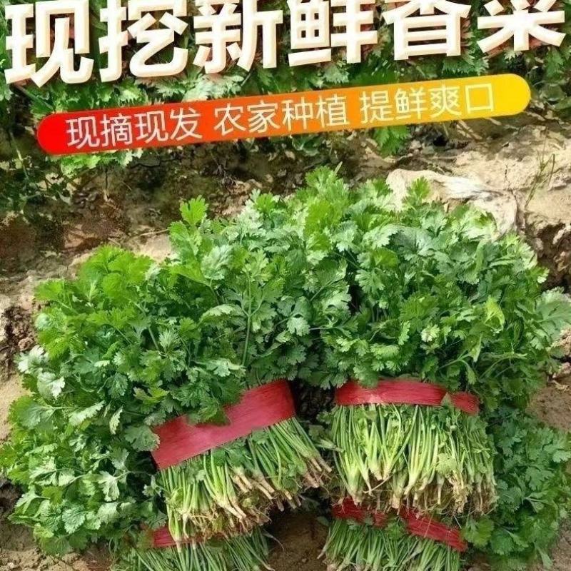 河南产地发货大叶香菜二十到二十八公分根茎粗大，叶片浓绿！