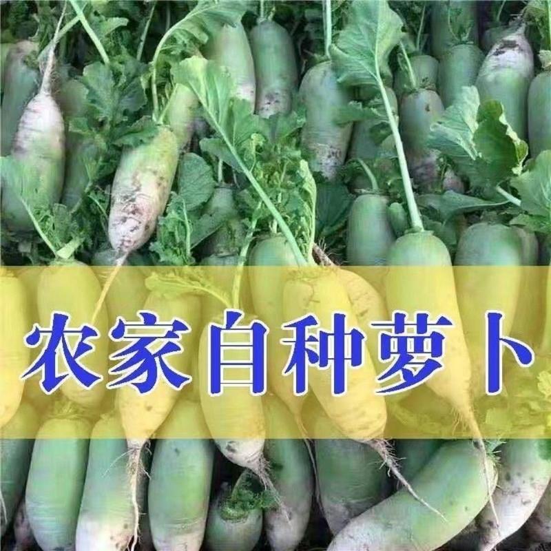 万亩蔬菜基地，农户种植青萝卜大量有货供应，产地地头发货！