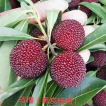 大量供应嫁接口量直径3公分靖州梅杨梅嫁接苗两年嫁接