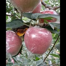红星苹果中秋王，香味浓郁，馈赠佳品，自己家的果园
