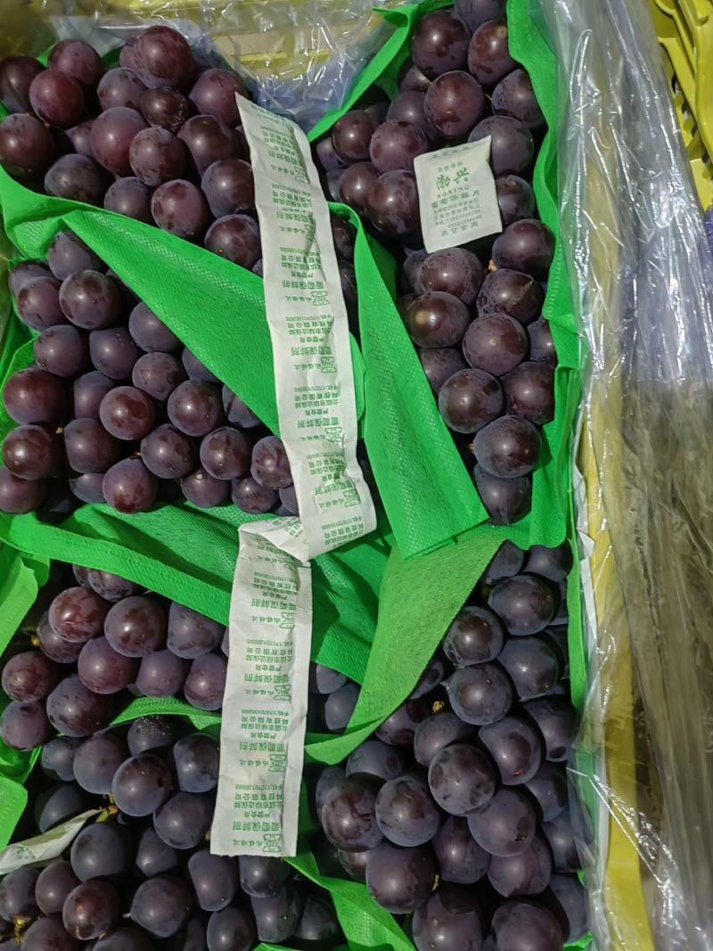 辽宁北镇精品巨峰葡萄高中低档各种规格各个价位的都有