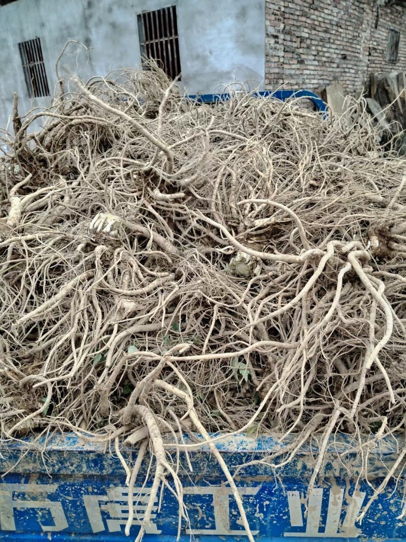 四川【精品中药材当归】产地直发货源充足量大从优