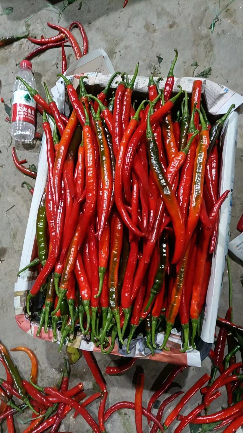 广西青线椒广西红线椒线椒辣椒工厂货市场货