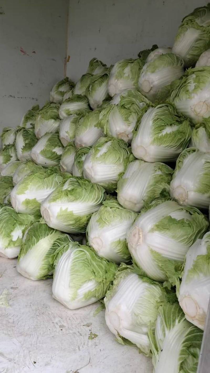 精品黄心白菜产地大量供货,量大质量好，可视频看货