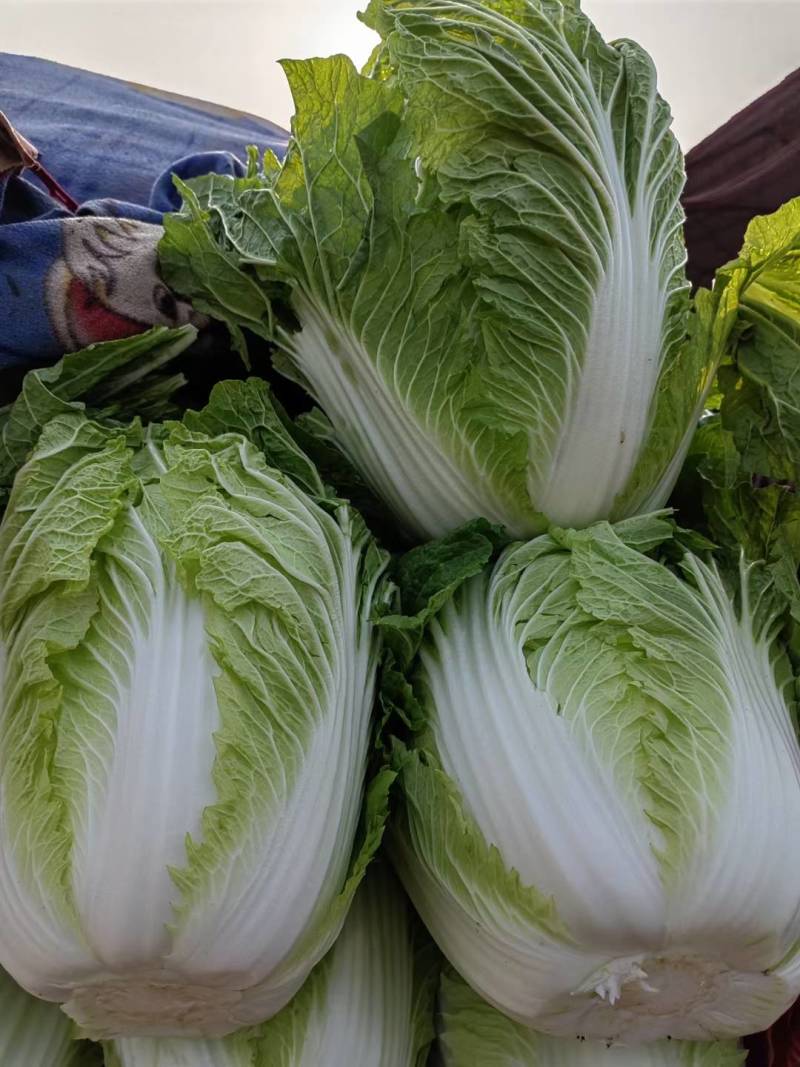 精品黄心白菜产地大量供货,量大质量好，可视频看货