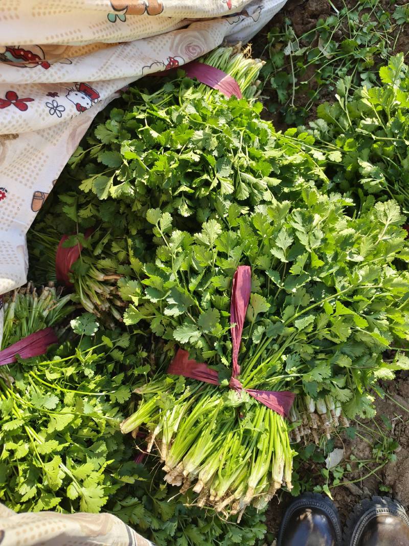 精品大叶香菜产地大量上市，一条龙服务包上车量大从优