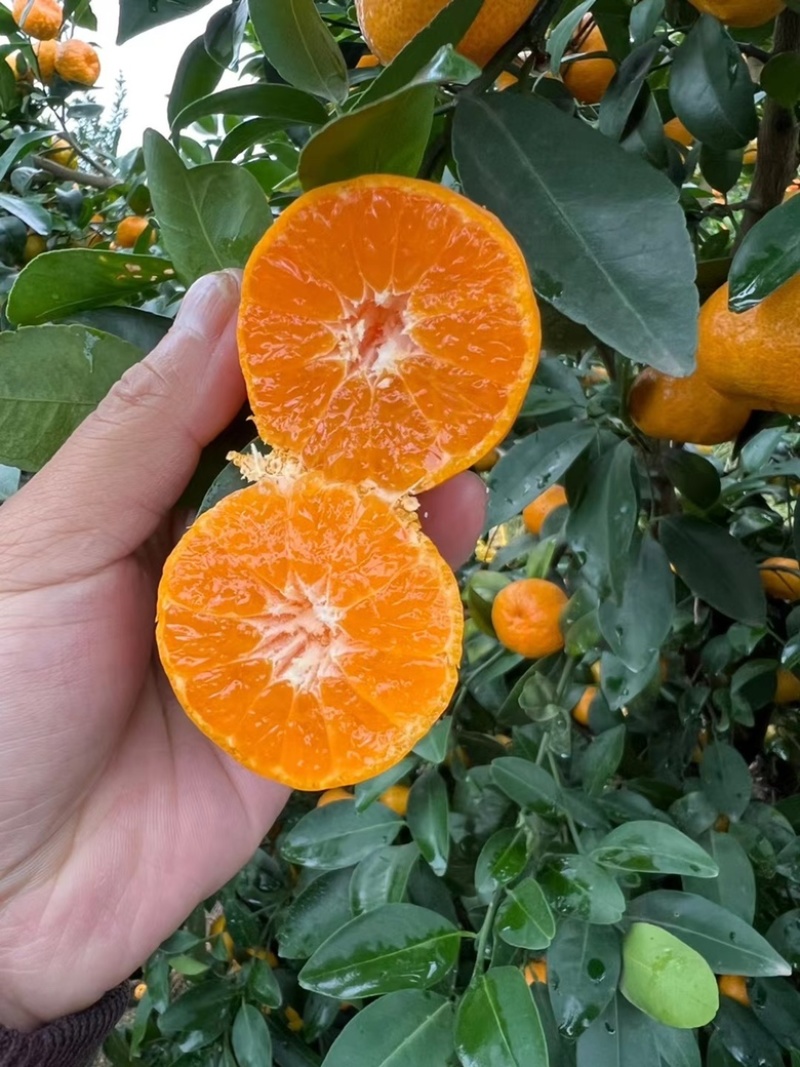 桂林棉橘臭皮柑蜜广纯甜化渣细皮多汁果皮火红